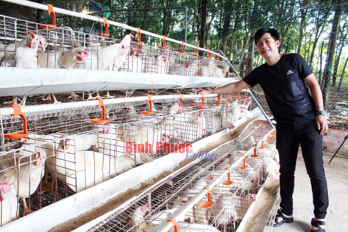 Antibiotic-free livestock farming process